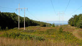 transmission lines above shrubs