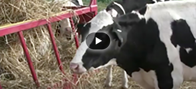 image of cow video