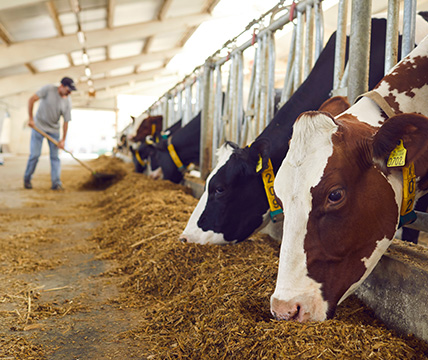 working at a stable with cows