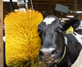 Cow in a farm